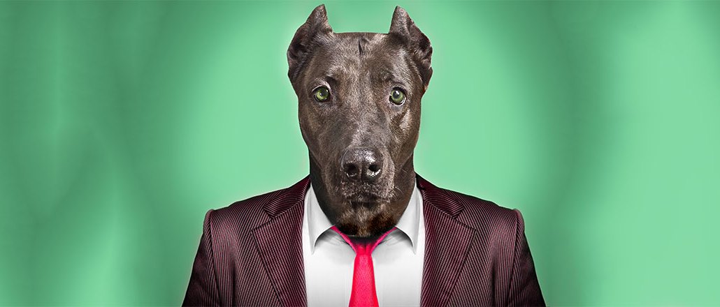 Jukin-Media-business-dog