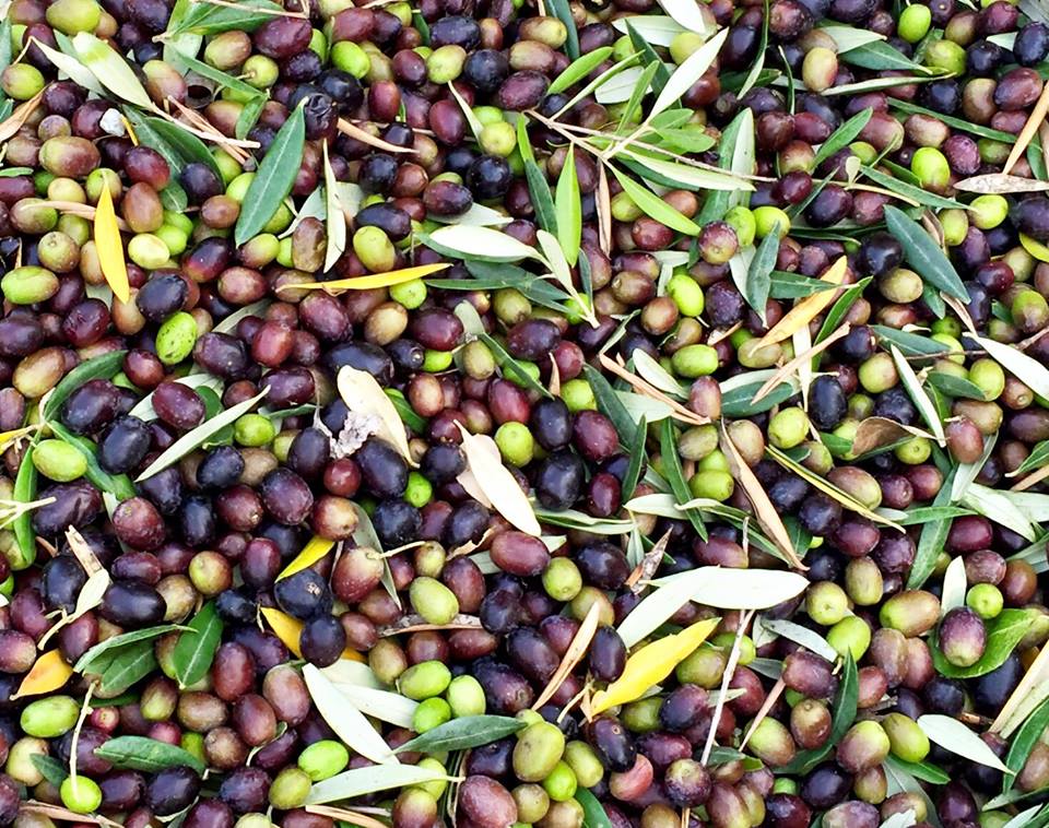 Olive Harvest